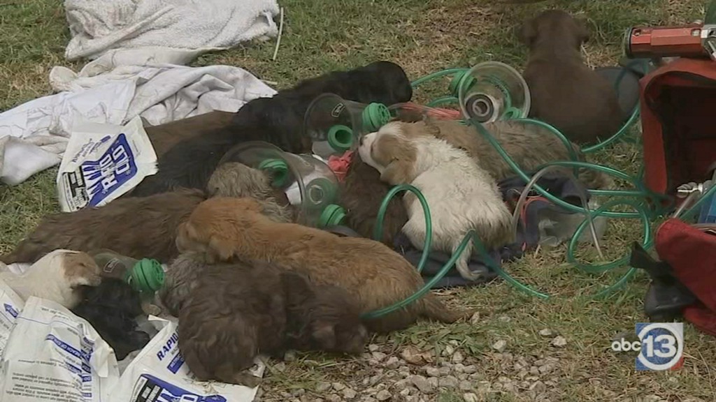 2 firefighters injured in North Houston house fire, dozens of puppies rescued
