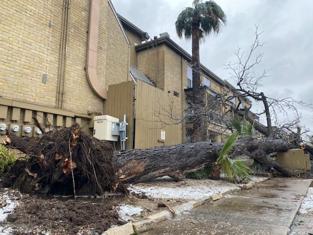 Ice did in Austin. his tree fell at the Oak Park Apts on W Duval