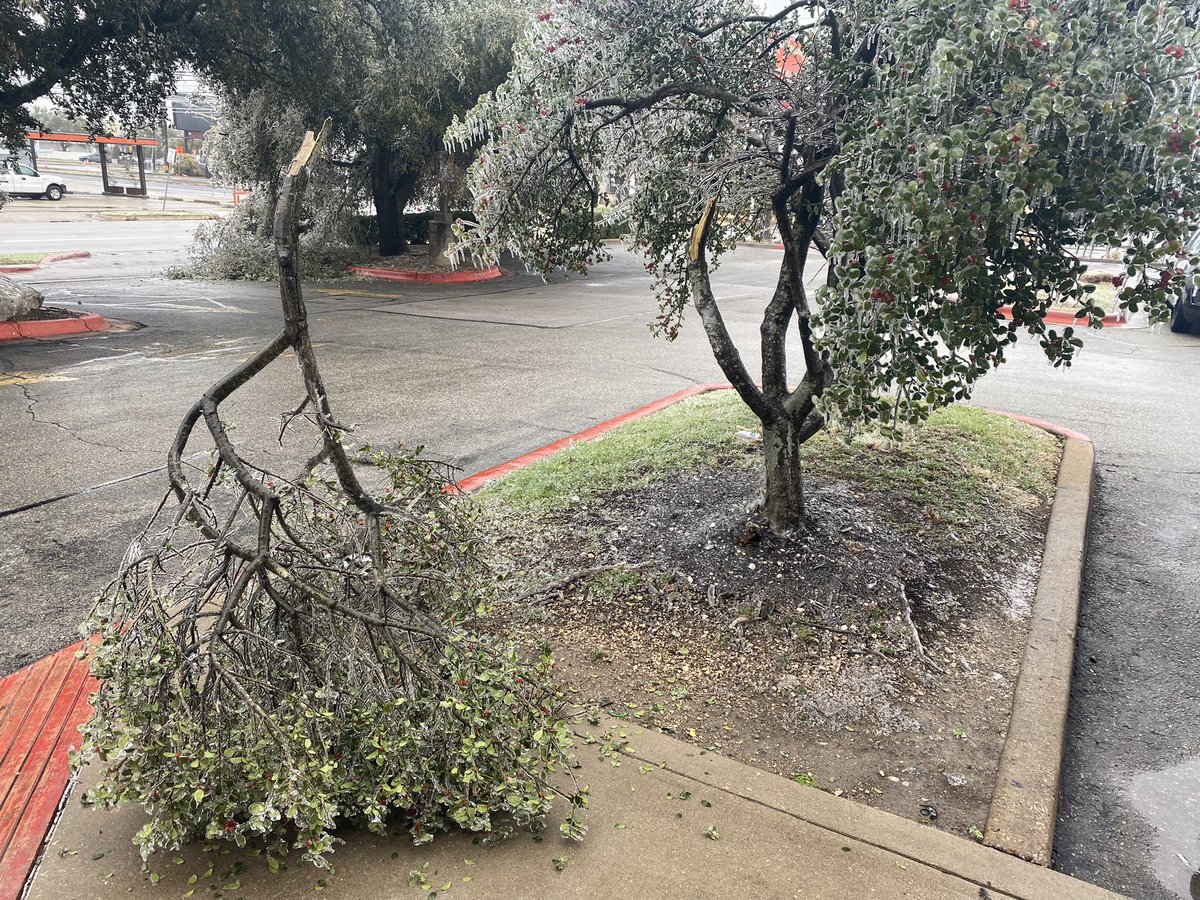 The heavy ice is splitting trees in half.   I took these pics on N. Lamar and Airport Blvd