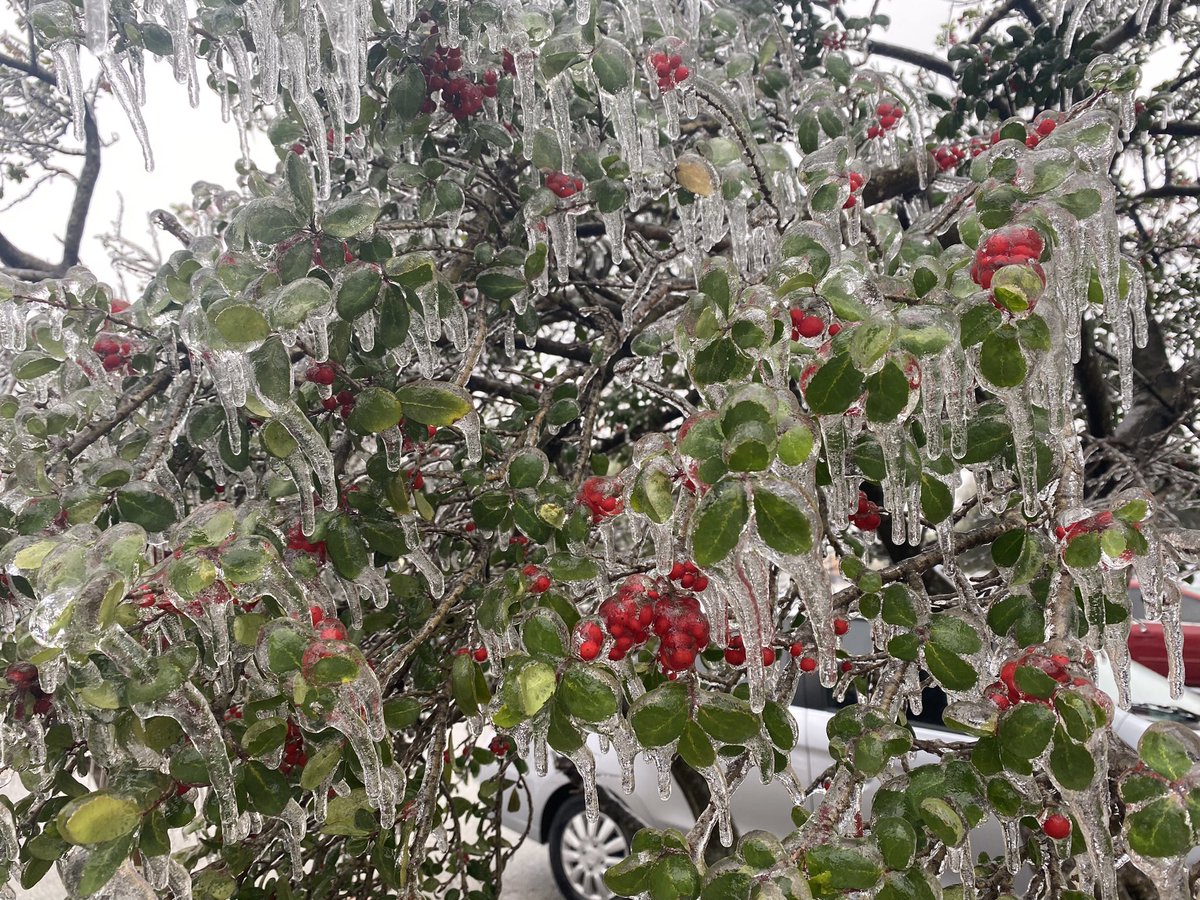 The heavy ice is splitting trees in half.   I took these pics on N. Lamar and Airport Blvd