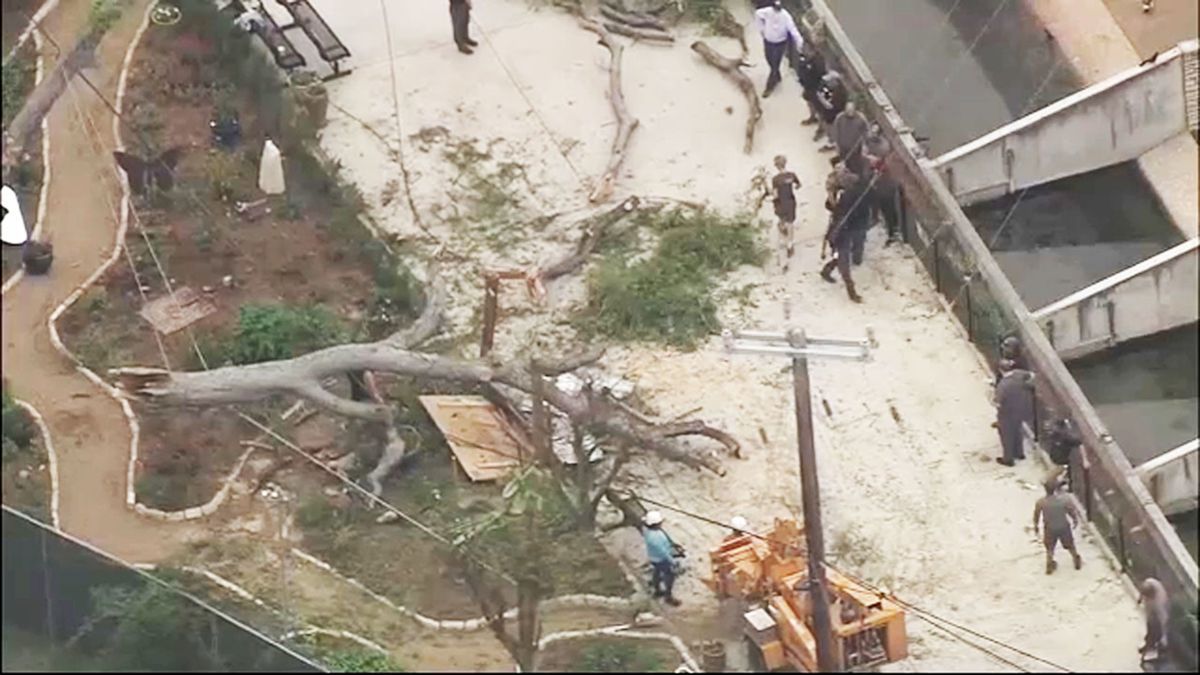 San Antonio Fire Department said at least one of seven people hospitalized after a tree branch fell at a zoo was considered Level 1 Priority