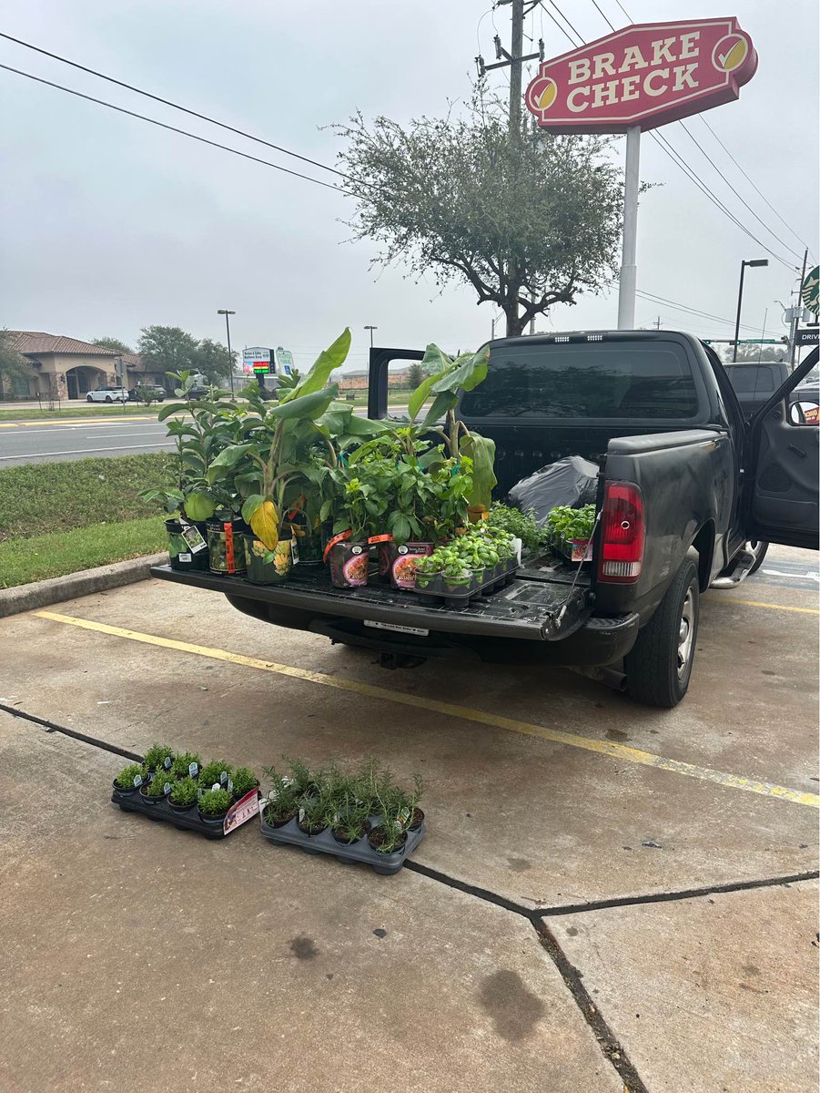 Constables have a male suspect in custody at the Lowe's Home Improvement store located in the 20902 block of Kuykendahl Road. The suspect was found to have stolen over $500.00 worth of plants. 