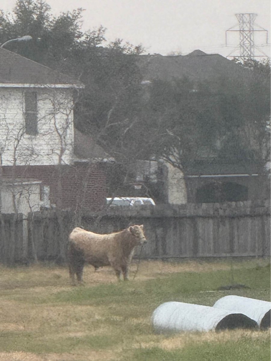 A steer got loose in the 19200 block of Stone Forest, charging at deputies. A short time later, the owners arrived on scene & were able to corral the steer. Thankfully nobody was injured. The steer was not charged & is back in the pasture with a story to tell