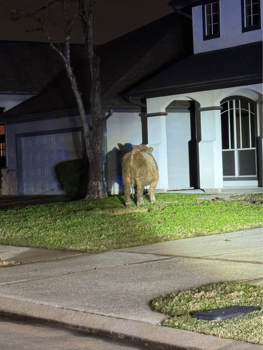 A steer got loose in the 19200 block of Stone Forest, charging at deputies. A short time later, the owners arrived on scene & were able to corral the steer. Thankfully nobody was injured. The steer was not charged & is back in the pasture with a story to tell